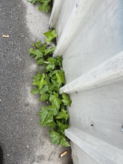 Hedera helix