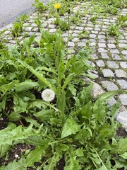Taraxacum officinale