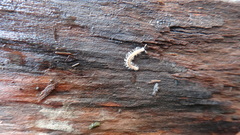 Brachydesmus superus