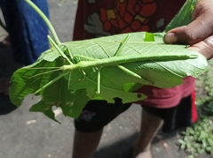 Hermarchus