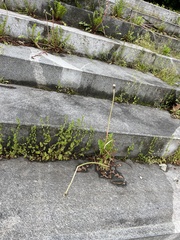 Taraxacum officinale