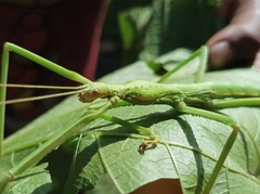 Hermarchus