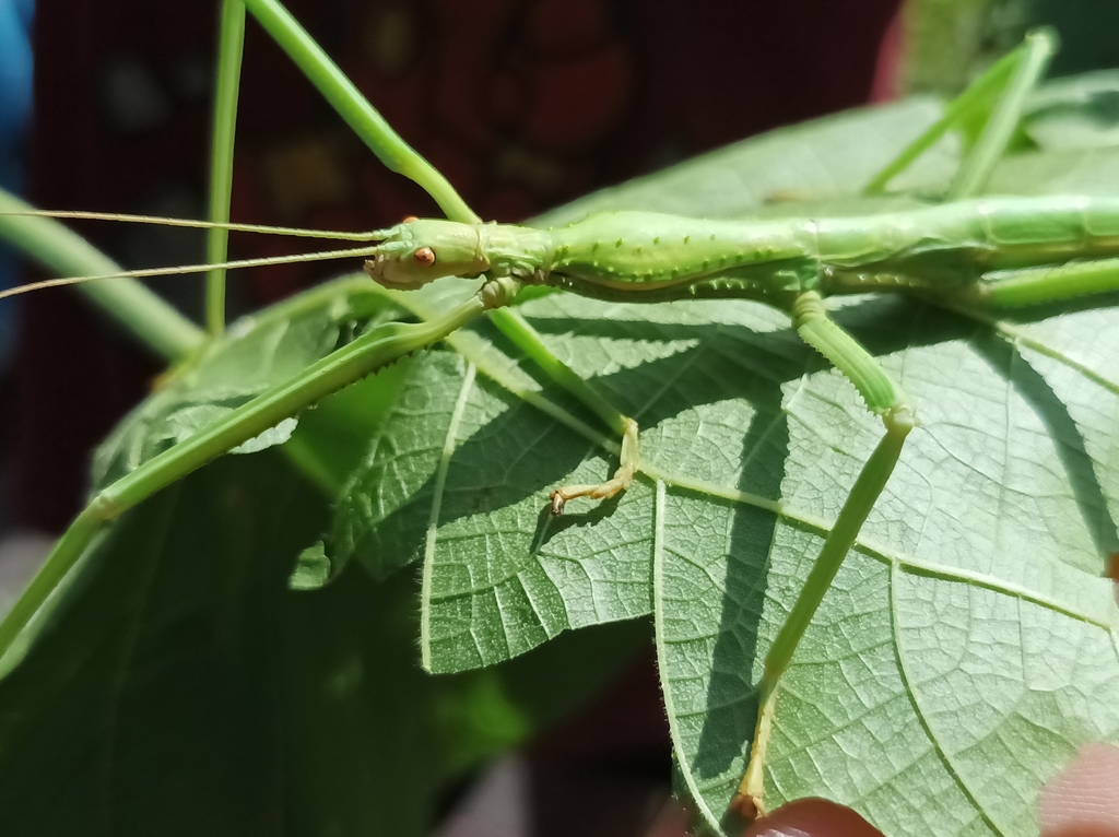 Hermarchus virga
