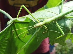 Hermarchus