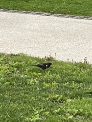 Turdus merula