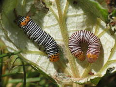 Psychomorpha epimenis
