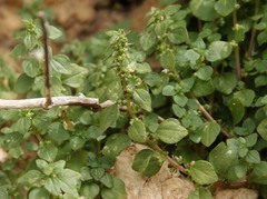 Parietaria lusitanica