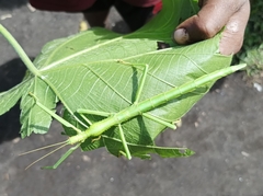 Hermarchus