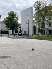Columba livia domestica
