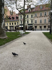 Columba livia domestica