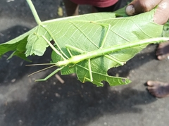 Hermarchus