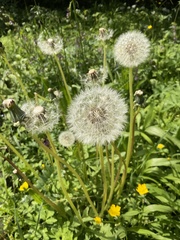 Taraxacum