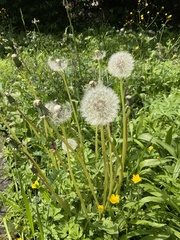 Taraxacum