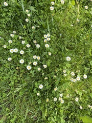 Bellis perennis