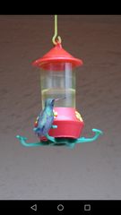 Cynanthus latirostris