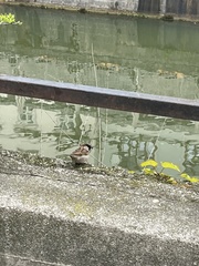 Passer domesticus