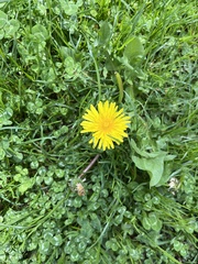 Taraxacum officinale
