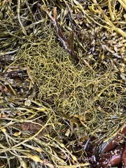 Ascophyllum nodosum