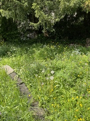 Taraxacum