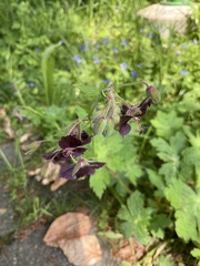 Geranium