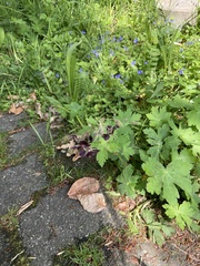 Geranium
