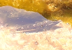 Gobius