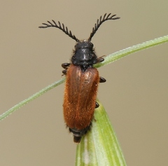 Drilus flavescens