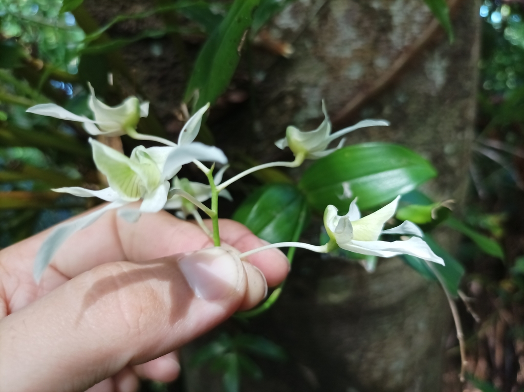 Dendrobium mooreanum