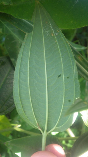 Amphorocalyx latifolius image