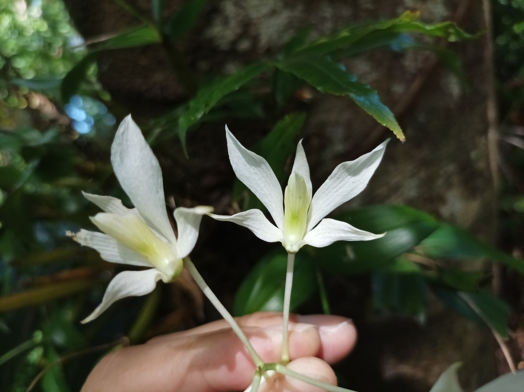 Dendrobium mooreanum Lindl. 3