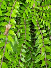 Lonicera ligustrina