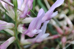 Astragalus monspessulanus monspessulanus