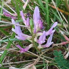 Astragalus monspessulanus monspessulanus