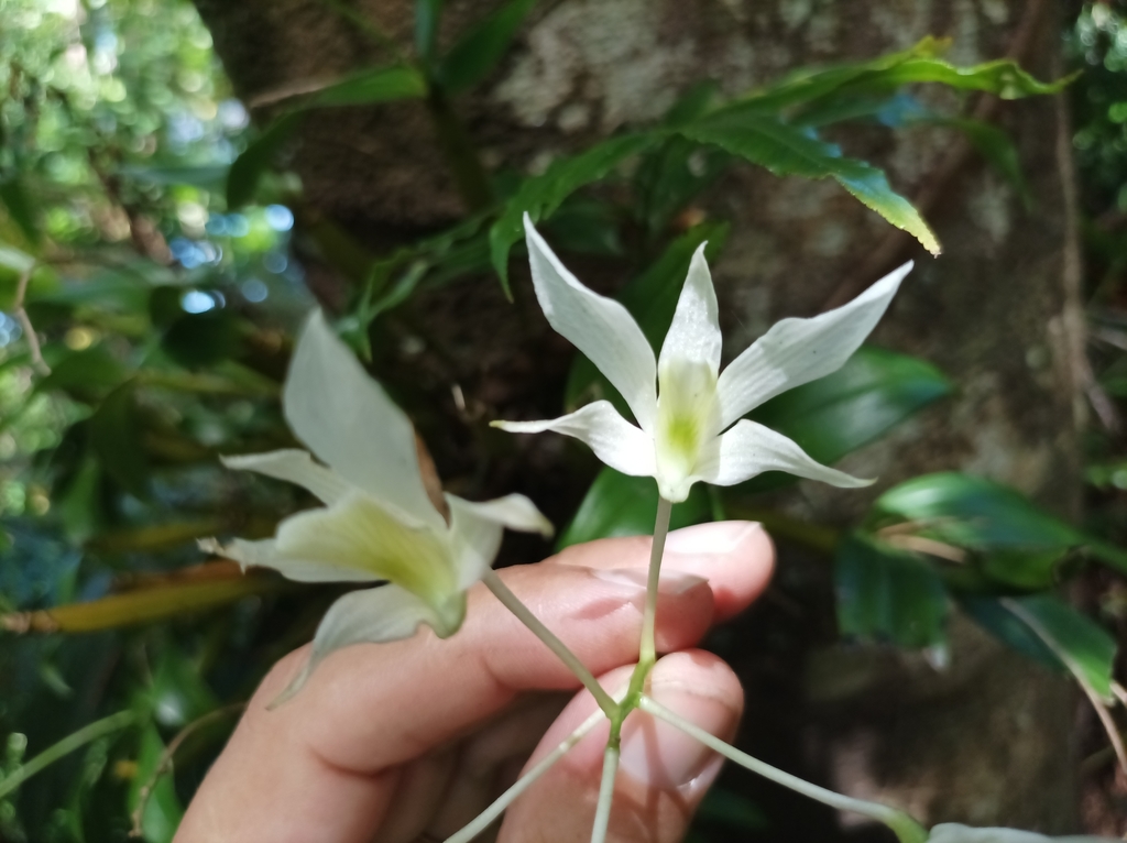 Dendrobium mooreanum Lindl. 4