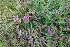 Astragalus monspessulanus monspessulanus
