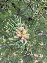Pinus