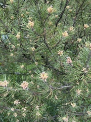 Pinus