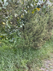 Pinus