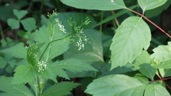 Aegopodium