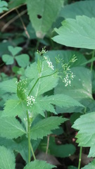 Aegopodium