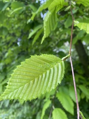 Carpinus