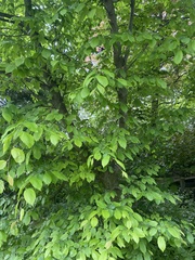 Carpinus