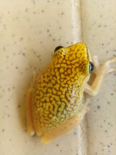 Dotted Reed Frog, Hyperolius guttulatus