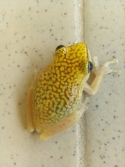 Hyperolius guttulatus