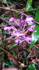 Calanthe