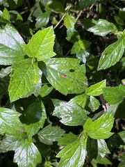 Pseudogagrella splendens