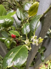 Ilex