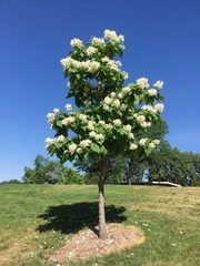 Catalpa speciosa
