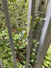 Ilex