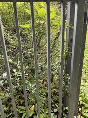 Ilex